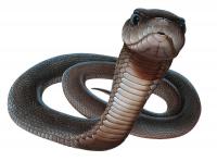 snakemaster's Photo